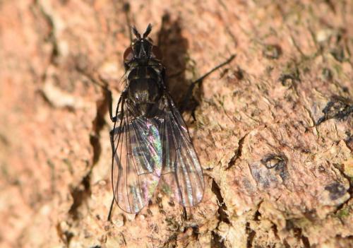 Réf. 337 054 : Limnophora riparia